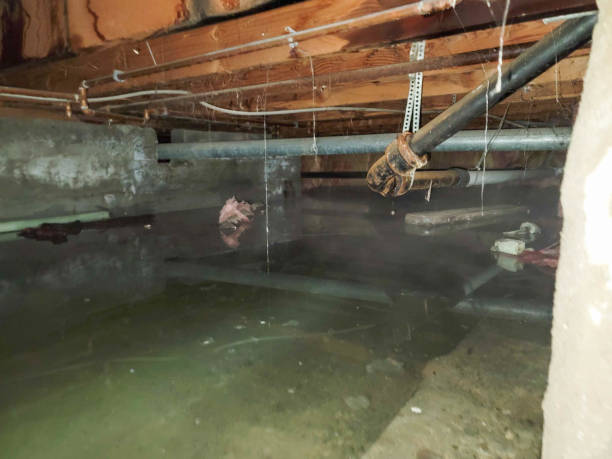Best Mold removal after water damage  in Lake Waynoka, OH
